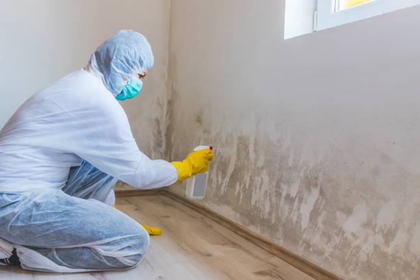 Licensed Basement Mold Remediation service in Woodcliff Lake, NJ - WQB Mold Removal