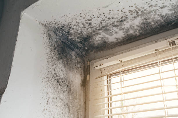 Affordable Basement Mold Remediation solutions in Woodcliff Lake, NJ